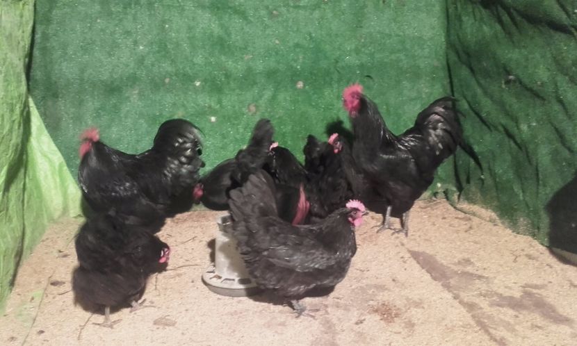  - australorp 2017