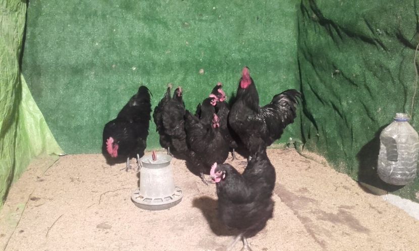 - australorp 2017