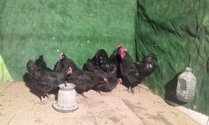  - australorp 2017