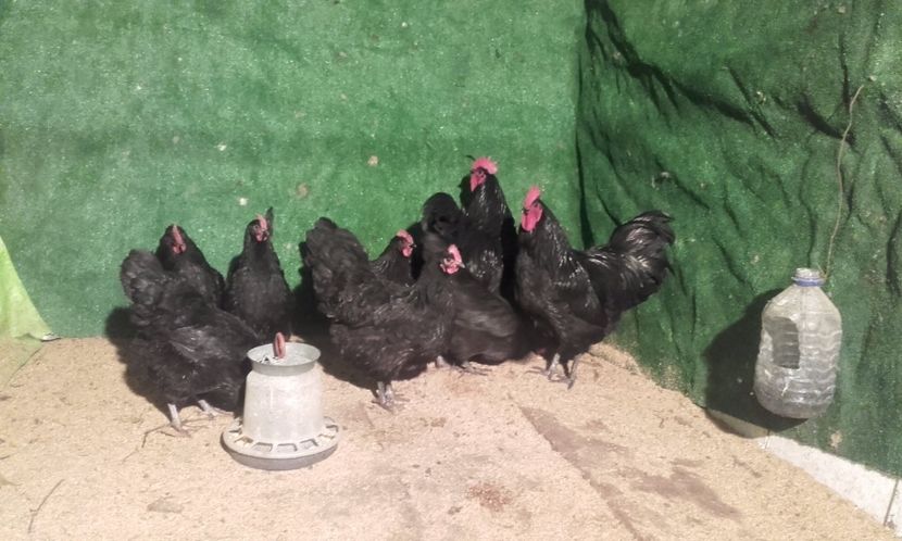  - australorp 2017