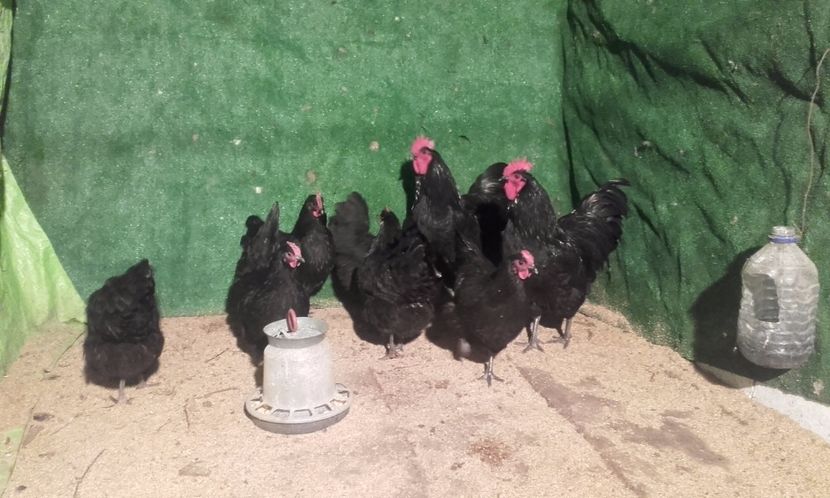  - australorp 2017
