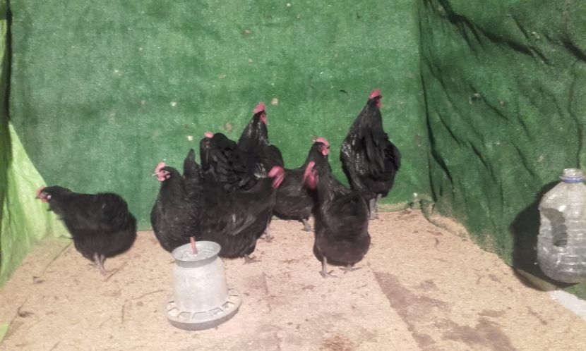  - australorp 2017