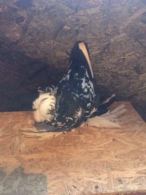  - Tobosari de buhara