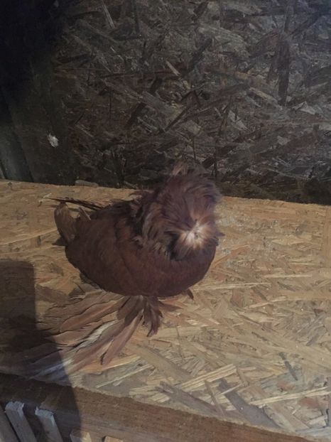  - Tobosari de buhara