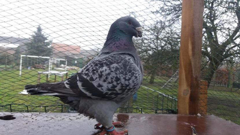 FEM 2014 - Matca Femele 2017