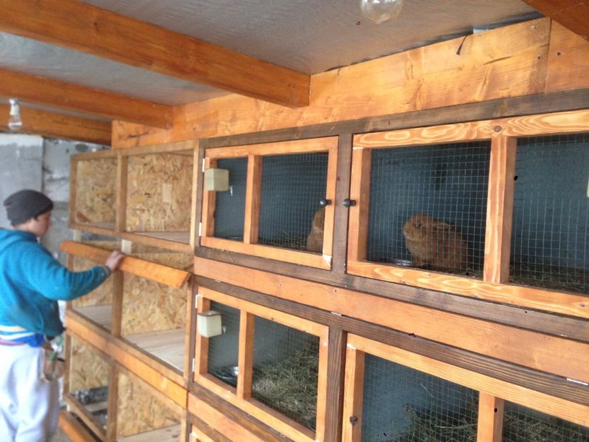  - ADAPOST IEPURI 2016