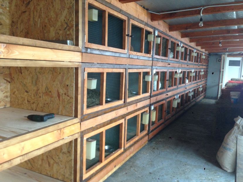  - ADAPOST IEPURI 2016