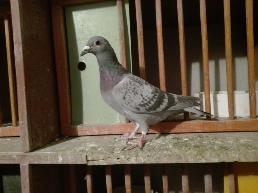 Guta Iancu - PORUMBEI