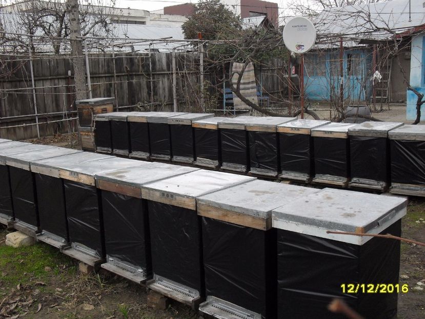  - albine un alt hobby