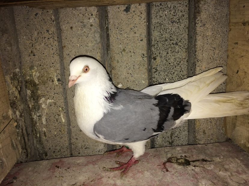 2646/13 - 0-galateni masculi 2017