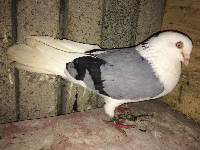  - 0-galateni masculi 2017