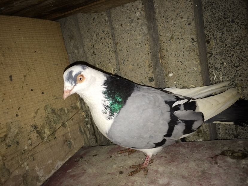 Ion corb - 0-galateni masculi 2017