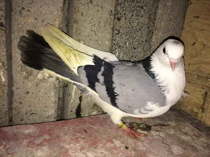 00406/14 - 0-Galateni femele 2017