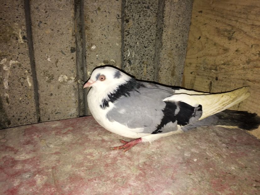  - 0-Galateni femele 2017