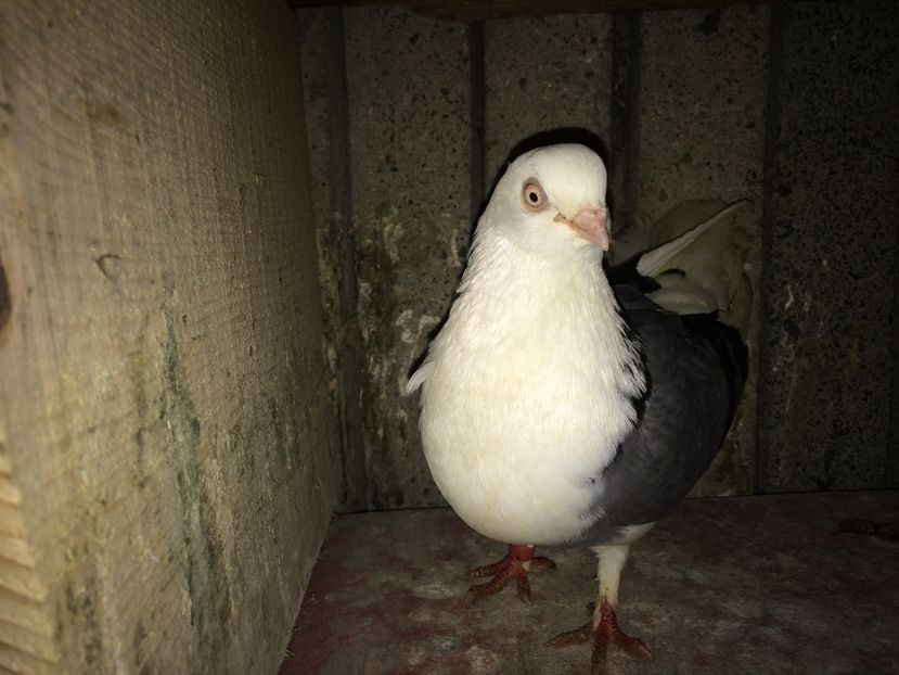  - 0-Galateni femele 2017