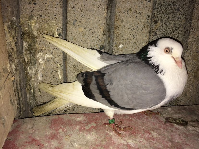 18215/13 si 14329/12 - 0-Galateni femele 2017