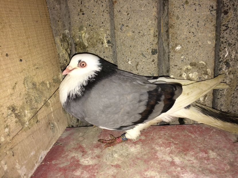  - 0-Galateni femele 2017