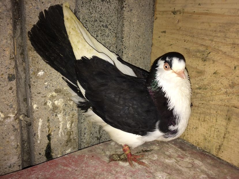 00174/13 - 0-Galateni femele 2017