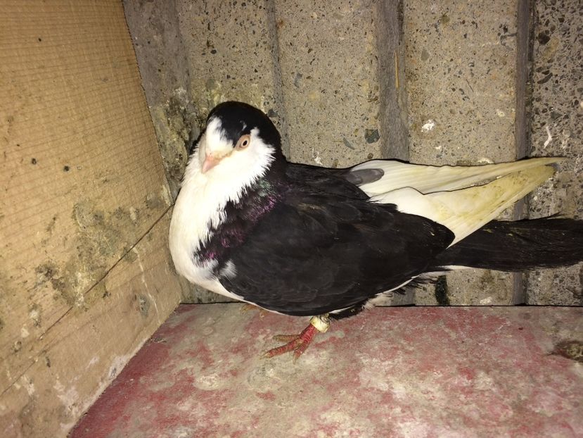  - 0-Galateni femele 2017