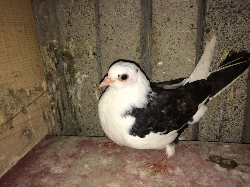 300/16 - 0-lot zbor pui 2017