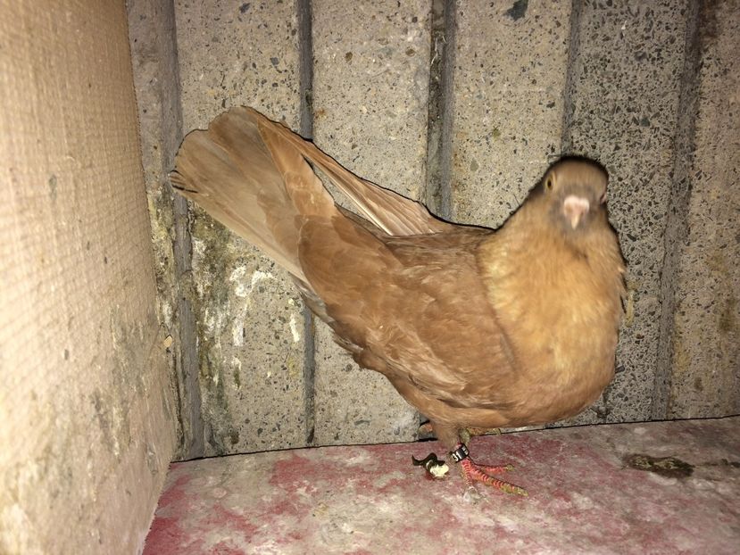 19131/16 - 0-lot zbor pui 2017