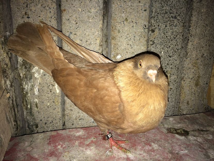  - 0-lot zbor pui 2017