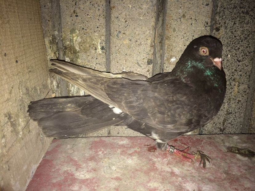 103/14 - 0-lot zbor pui 2017