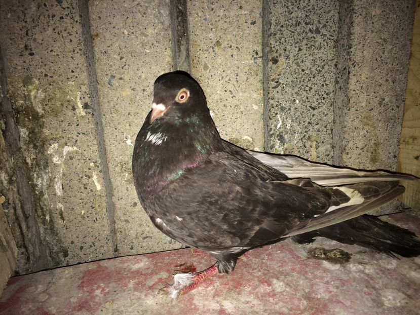  - 0-lot zbor pui 2017