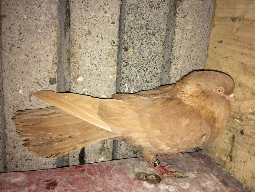 19137/16 - 0-lot zbor pui 2017