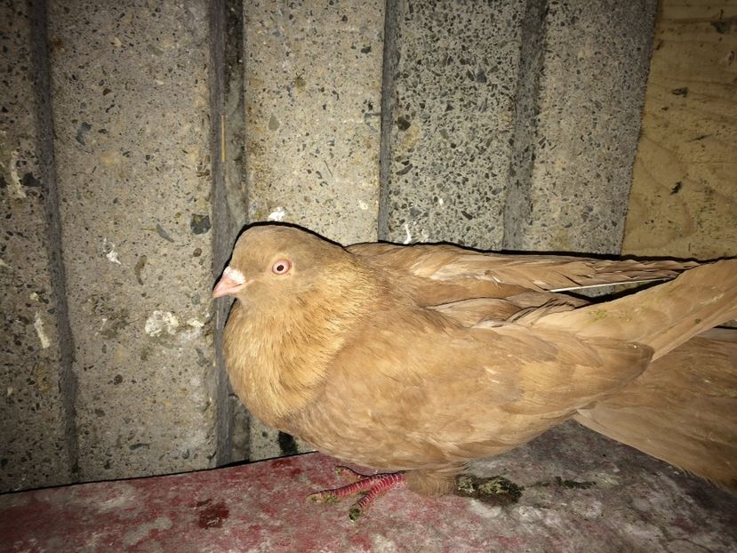  - 0-lot zbor pui 2017