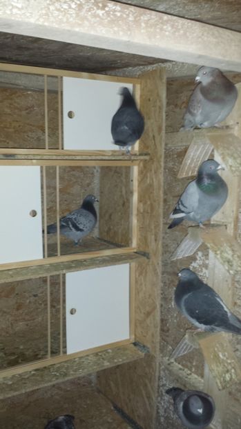  - 2017 porunbei in crescatorie