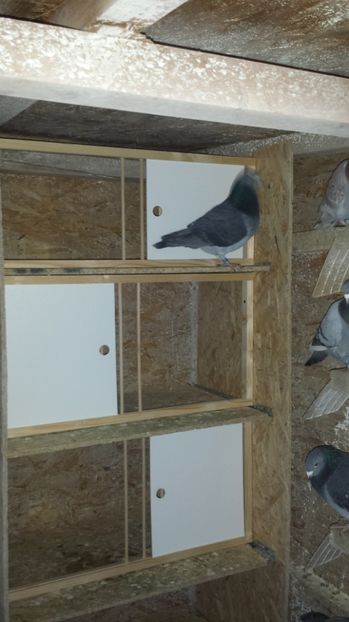  - 2017 porunbei in crescatorie