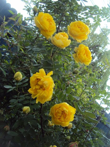  - Persian Yellow