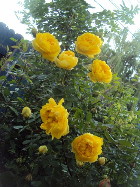  - Persian Yellow