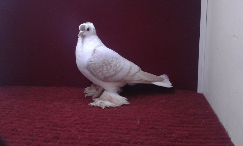 07. Femela 2 fara inel 2015 - 26 Randunica de Saxonia ------------- femele vandute