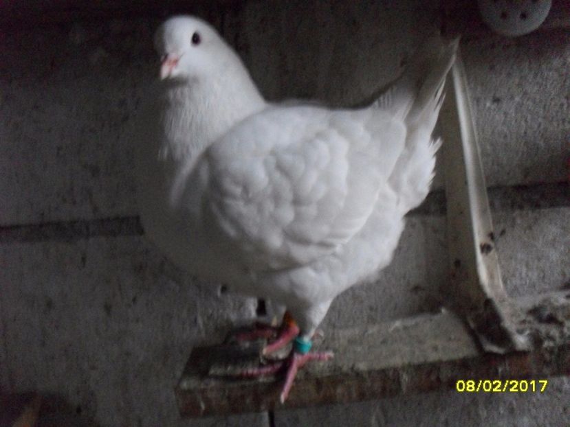  - pasari si porumbei ce detin in prezent