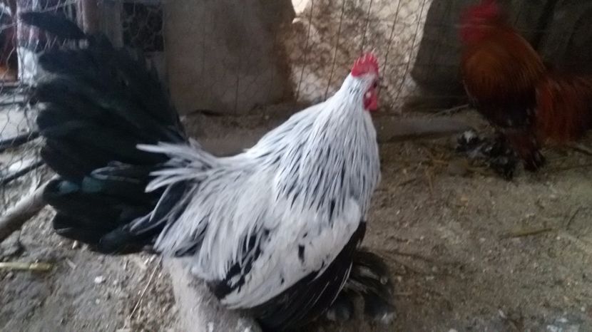  - Mii de flori herminat deschis