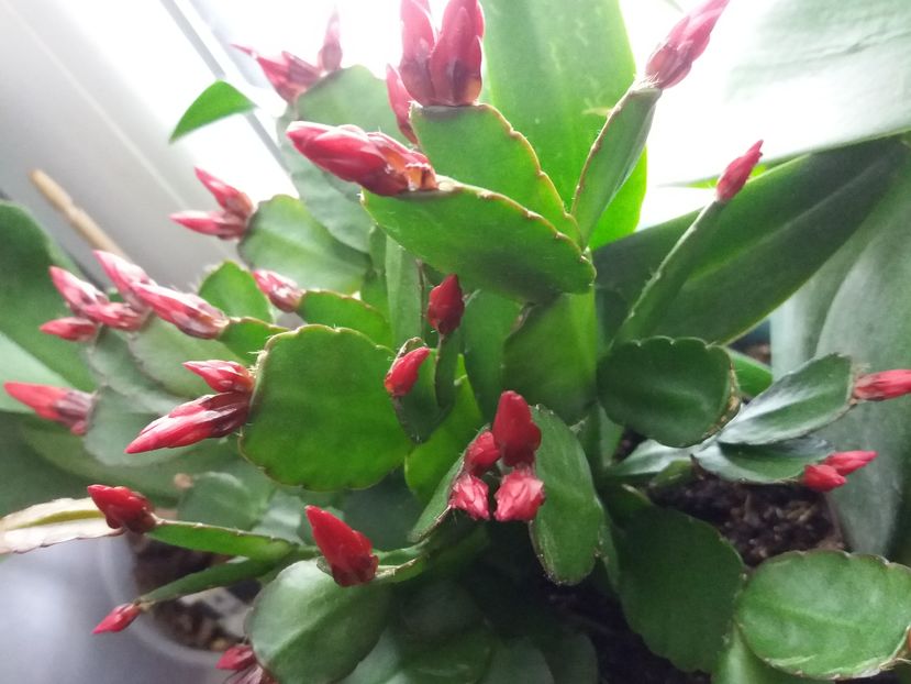  - Cactusi si suculente 2017