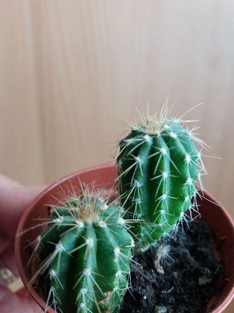  - Cactusi si suculente 2017