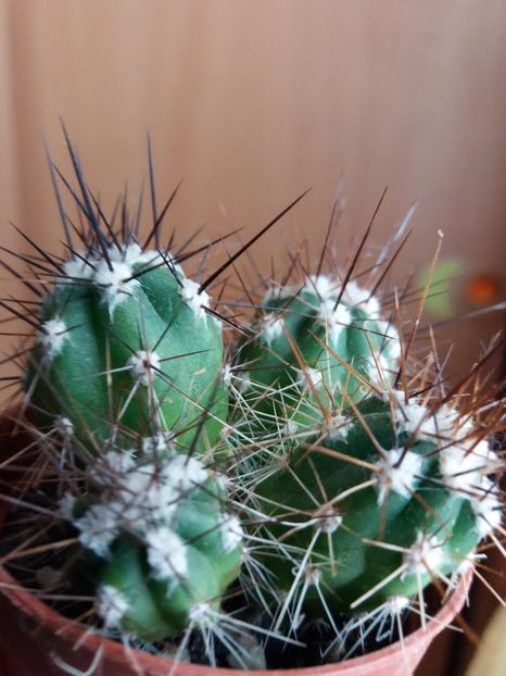  - Cactusi si suculente 2017