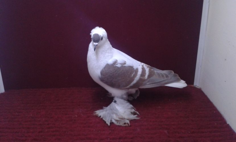 01. Mascul EE RO 16 2000 - 25 Randunica de Saxonia ------------- masculi vanduti