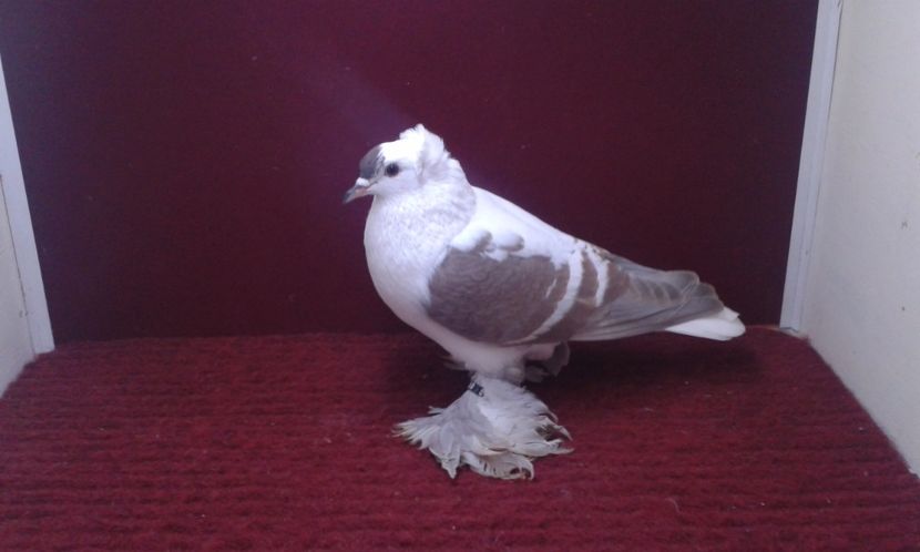 02. Mascul EE RO 16 2000 - 25 Randunica de Saxonia ------------- masculi vanduti