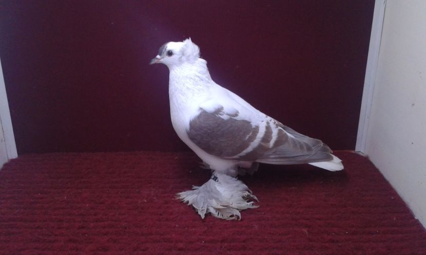 03. Mascul EE RO 16 2000 - 25 Randunica de Saxonia ------------- masculi vanduti