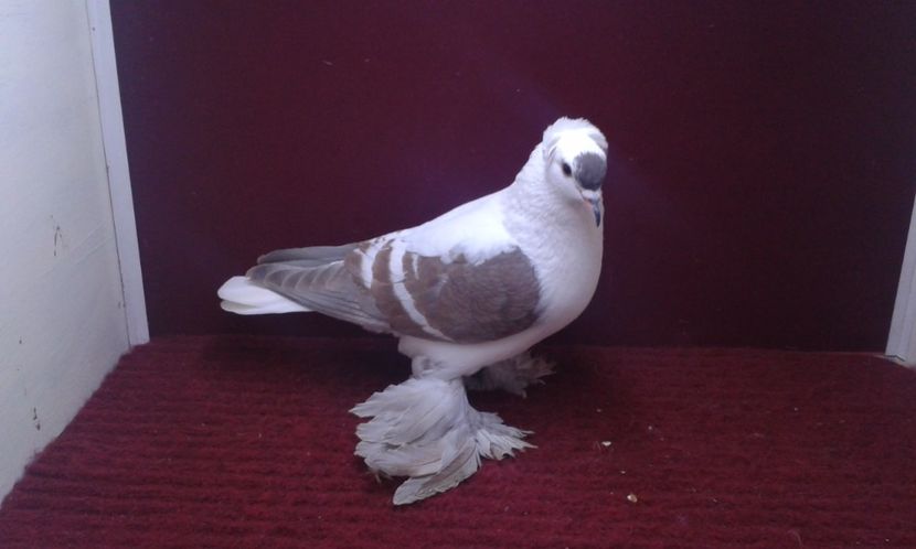 04. Mascul EE RO 16 2000 - 25 Randunica de Saxonia ------------- masculi vanduti