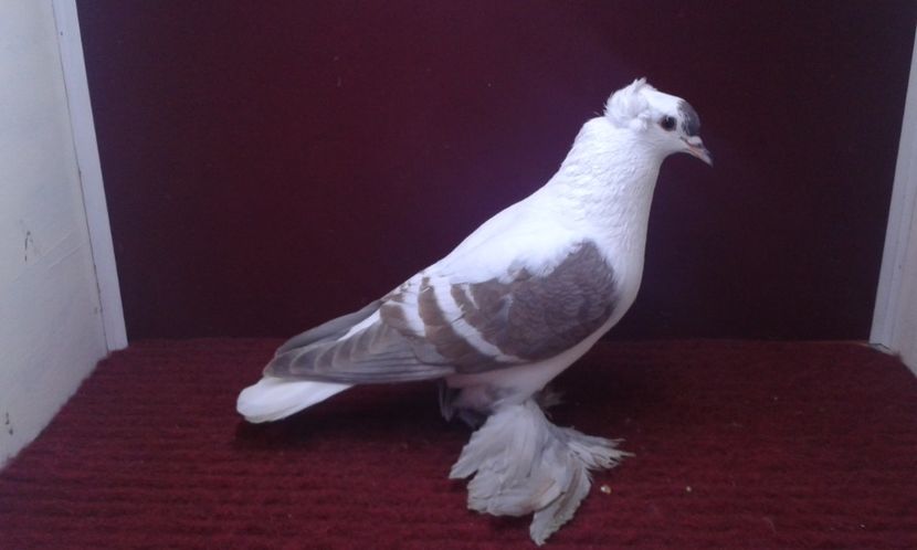 06. Mascul EE RO 16 2000 - 25 Randunica de Saxonia ------------- masculi vanduti