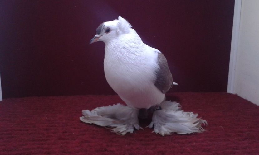 07. Mascul EE RO 16 2000 - 25 Randunica de Saxonia ------------- masculi vanduti