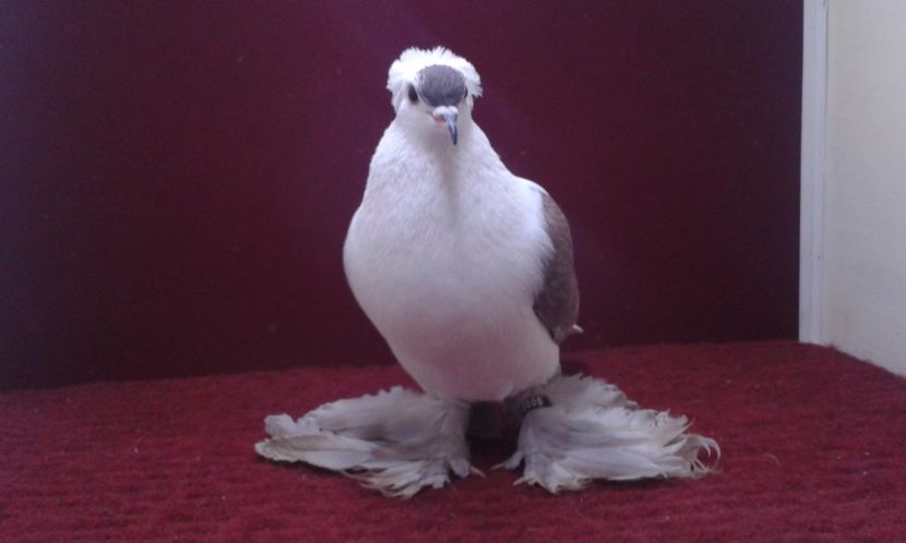 08. Mascul EE RO 16 2000 - 25 Randunica de Saxonia ------------- masculi vanduti