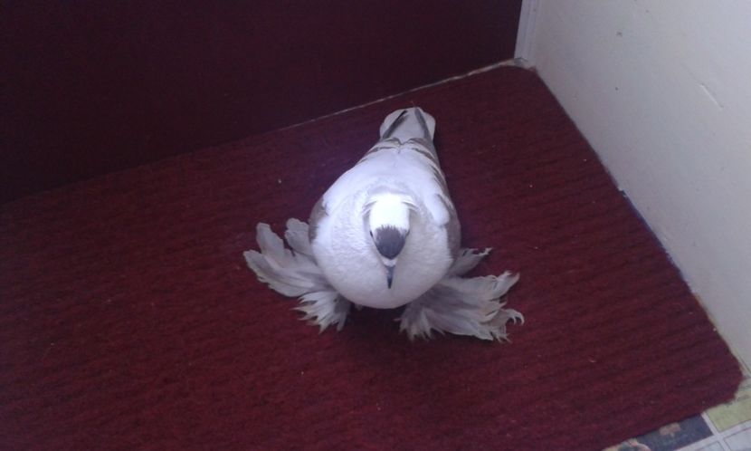 09. Mascul EE RO 16 2000 - 25 Randunica de Saxonia ------------- masculi vanduti