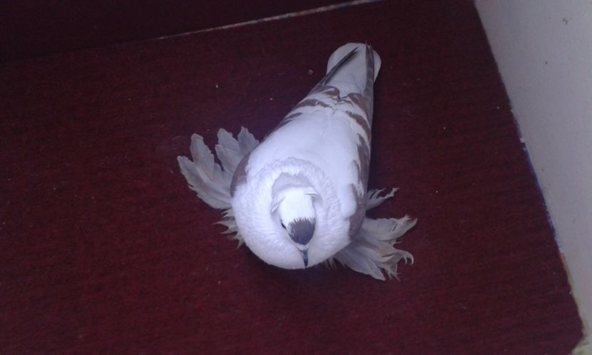 10. Mascul EE RO 16 2000 - 25 Randunica de Saxonia ------------- masculi vanduti