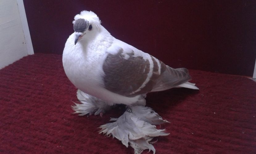 12. Mascul EE RO 16 2000 - 25 Randunica de Saxonia ------------- masculi vanduti